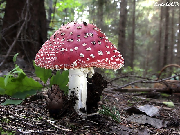 muchotrávka červená Amanita muscaria (L.) Lam.