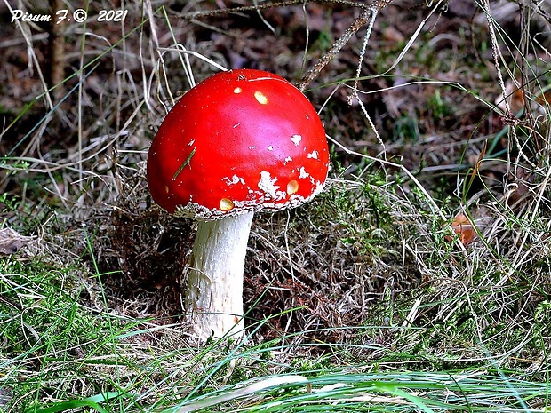 muchotrávka červená Amanita muscaria (L.) Lam.