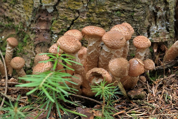 podpňovka tmavá Armillaria ostoyae (Romagn.) Herink