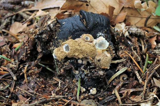 príživnica prášnicovitá Asterophora lycoperdoides (Bull.) Ditmar