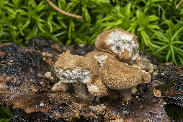 príživnica prášnicovitá Asterophora lycoperdoides (Bull.) Ditmar