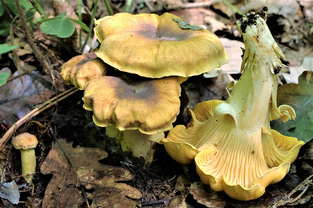 kuriatko jedlé ametystové Cantharellus amethysteus (Quél.) Sacc.