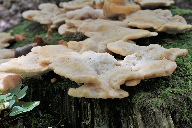 belák horský Climacocystis borealis (Fr.) Kotl. & Pouzar