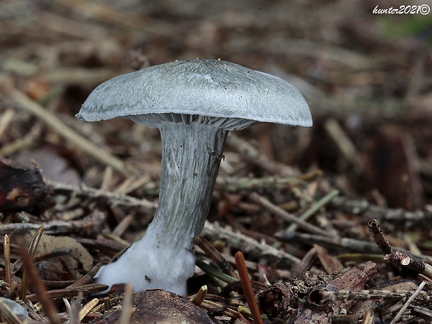 strmuľka anízová Clitocybe odora (Bull.) P. Kumm.