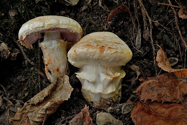 Cortinarius pseudovulpinus Rob. Henry & Ramm