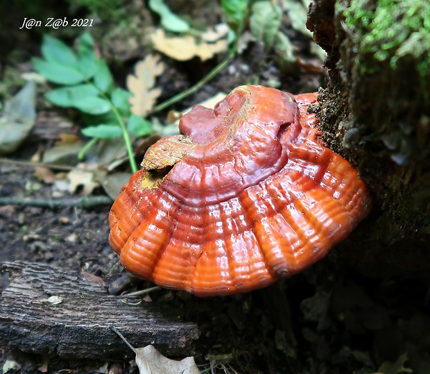 lesklokôrovka obyčajná Ganoderma lucidum (Curtis) P. Karst.