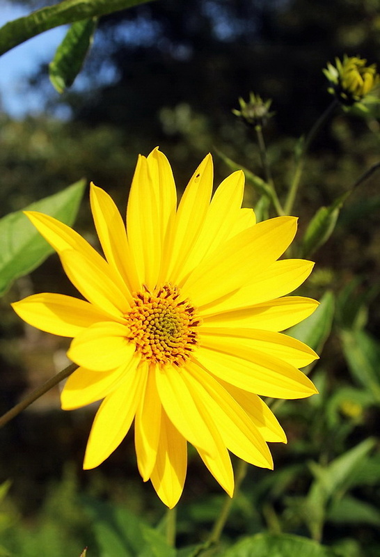 slnečnica hľuznatá Helianthus tuberosus L.