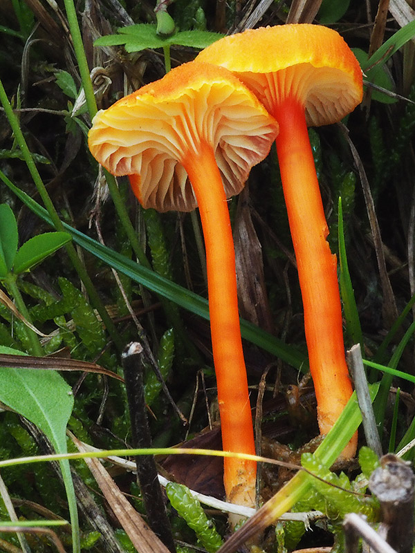 lúčnica kuriatkovitá Hygrocybe lepida Arnolds