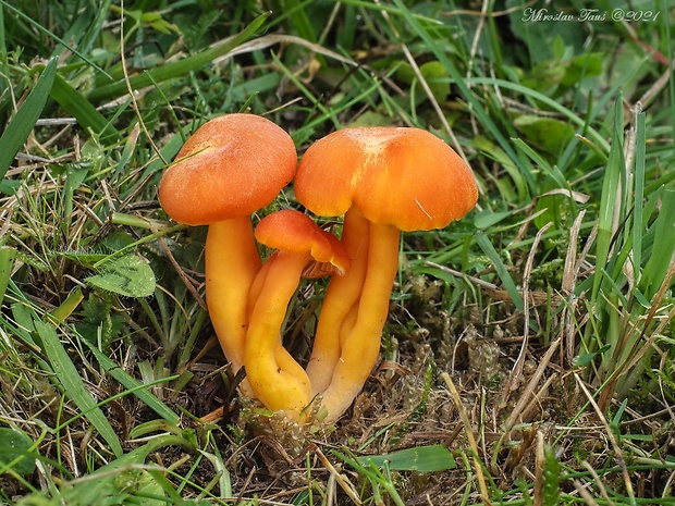 lúčnica Reidova Hygrocybe reidii Kühner