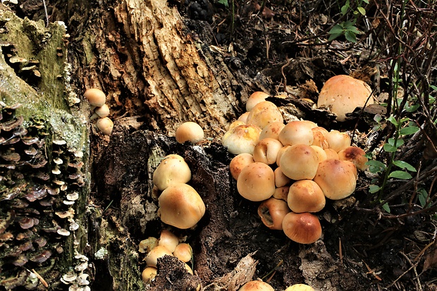 strapcovka tehlovočervená Hypholoma lateritium (Schaeff.) P. Kumm.