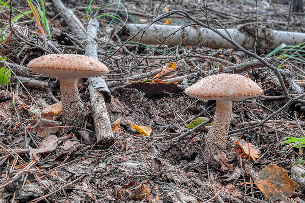 kozák Leccinum sp.