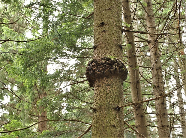 metlovka jedľová Melampsorella caryophyllacearum (DC.) J. Schröt.