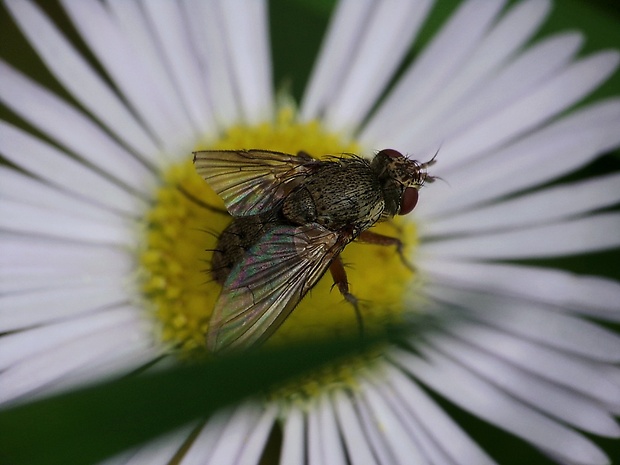 bystruša Ocytata pallipes