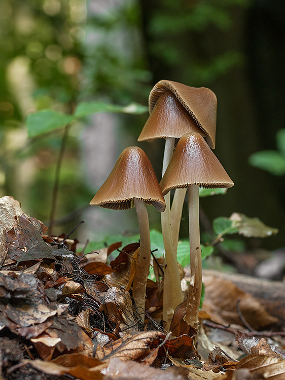 drobuľka veľká Parasola conopilus (Fr.) Örstadius & E. Larss.