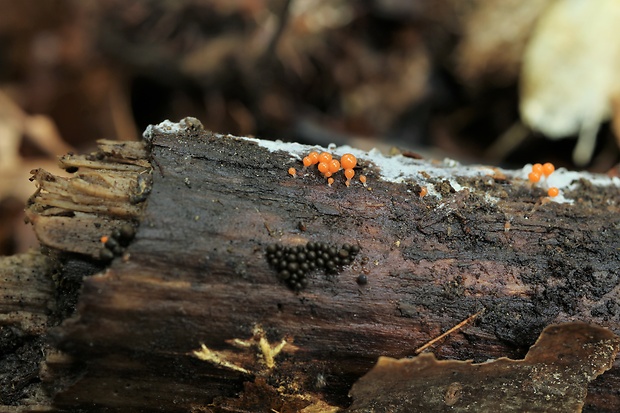 vlasnačka Trichia sp.