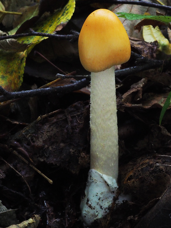 muchotrávka oranžová Amanita crocea (Quél.) Singer