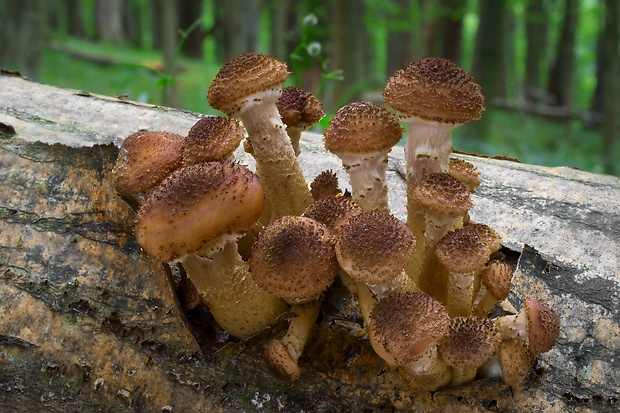 podpňovka tmavá Armillaria ostoyae (Romagn.) Herink