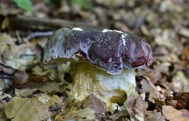 hríb sosnový Boletus pinophilus Pil. et Dermek in Pil.