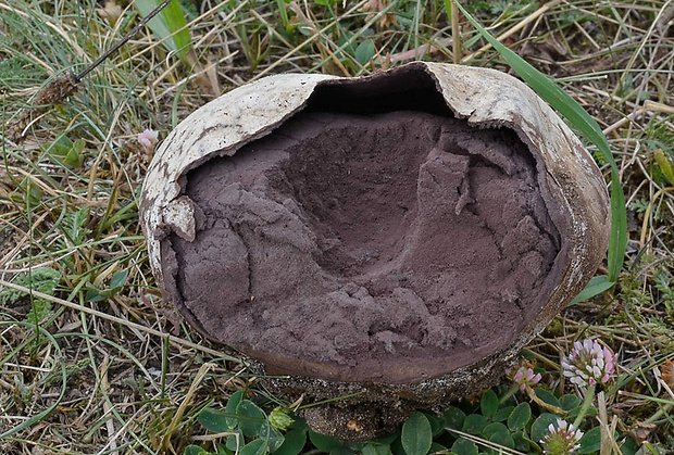 rozpadavec krehký Calvatia cyathiformis (Bosc) Morgan