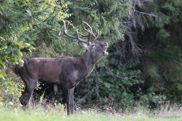 jeleň lesný  Cervus elaphus