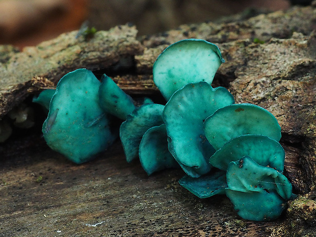 zelenica Chlorociboria sp.