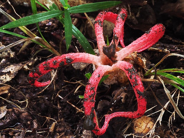 mrežovka kvetovitá Clathrus archeri (Berk.) Dring