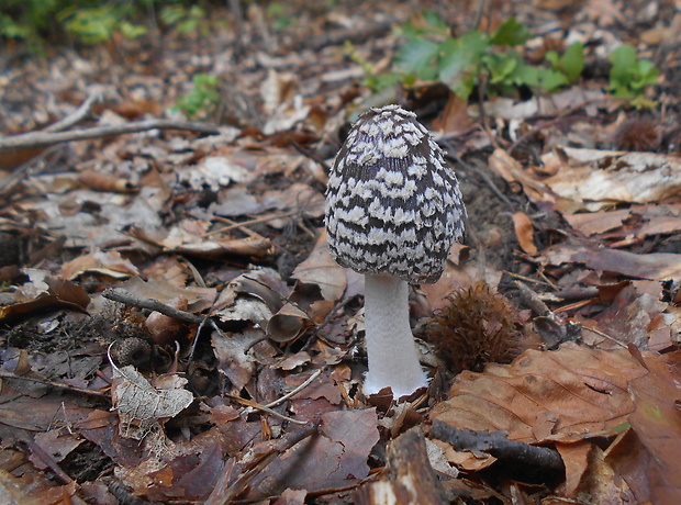 hnojník strakatý Coprinopsis picacea (Bull.) Redhead, Vilgalys & Moncalvo