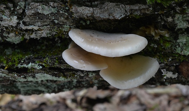 lastúrka modrastosivá Hohenbuehelia atrocaerulea (Fr.) Singer