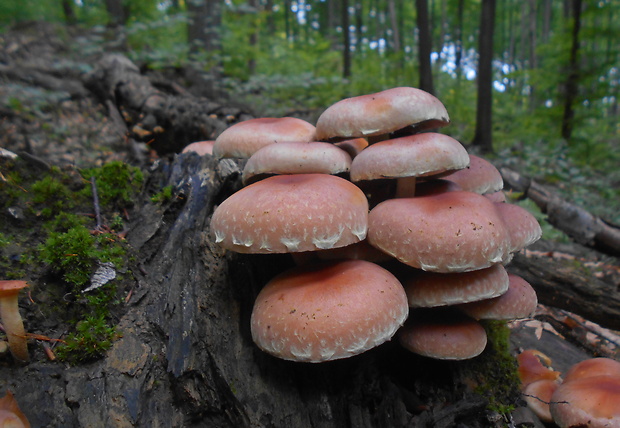 strapcovka tehlovočervená Hypholoma lateritium (Schaeff.) P. Kumm.