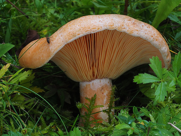 rýdzik pravý Lactarius deliciosus (L.) Gray