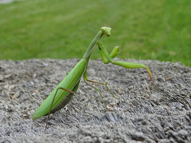 modlivka zelená Mantis religiosa