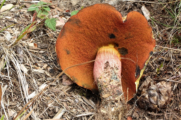 hríb zrnitohlúbikový odfarbený Neoboletus xanthopus (Quél.) Krieglst.