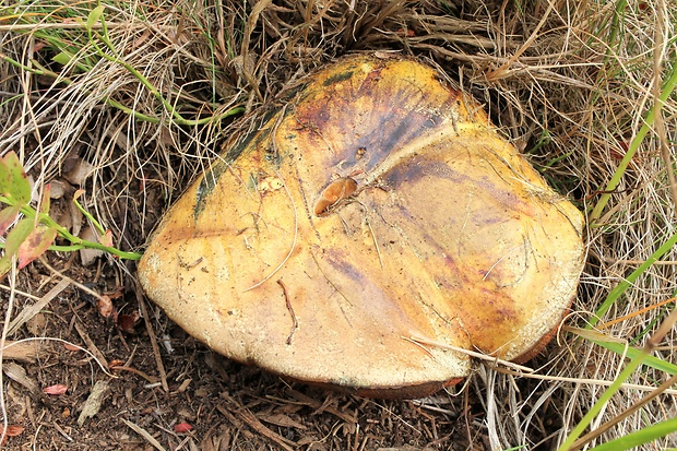 hríb zrnitohlúbikový odfarbený Neoboletus xanthopus (Quél.) Krieglst.