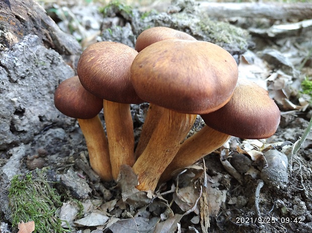 kališník hnedooranžový Omphalotus olearius (DC.) Singer