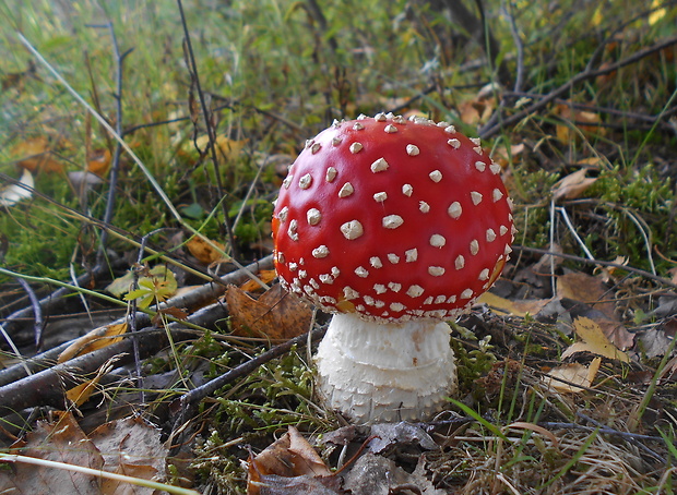 muchotrávka červená Amanita muscaria (L.) Lam.