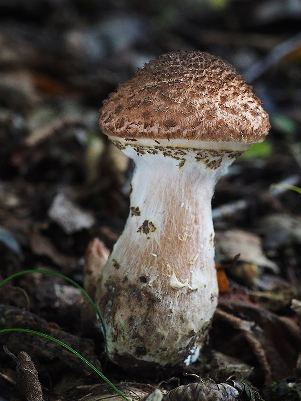 podpňovka obyčajná Armillaria mellea (Vahl) P. Kumm.