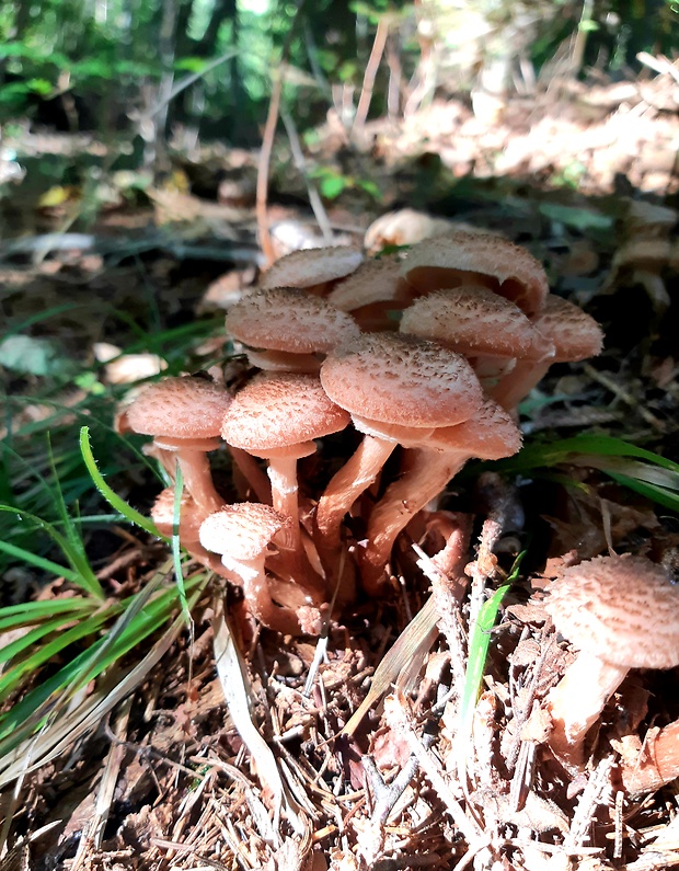 podpňovka obyčajná Armillaria mellea (Vahl) P. Kumm.