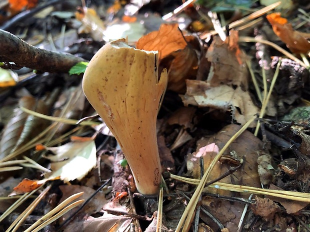 kyjak obrovský Clavariadelphus pistillaris (Fr.) Donk