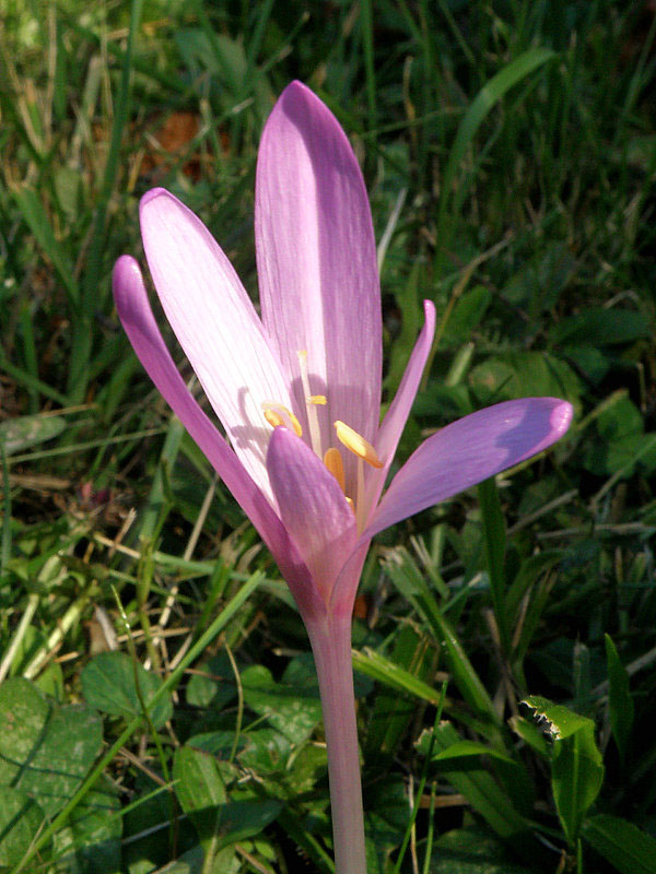 jesienka obyčajná Colchicum autumnale