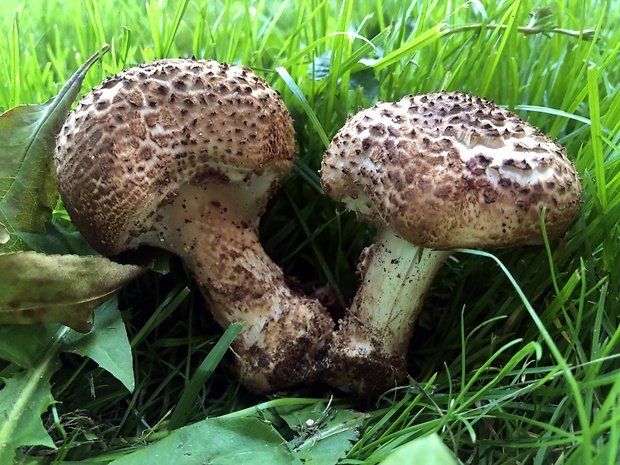 bedlička ostrošupinatá Echinoderma asperum (Pers.) Bon