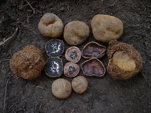 srnka Elaphomyces asperulus Vittad.