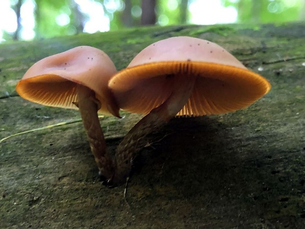 kapucňovka okrovohnedastá Galerina marginata (Batsch) Kühner