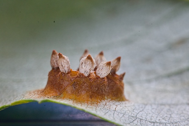 hrdzavka hrušková Gymnosporangium sabinae (Dicks.) G. Winter