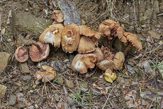 lakovka Laccaria sp.