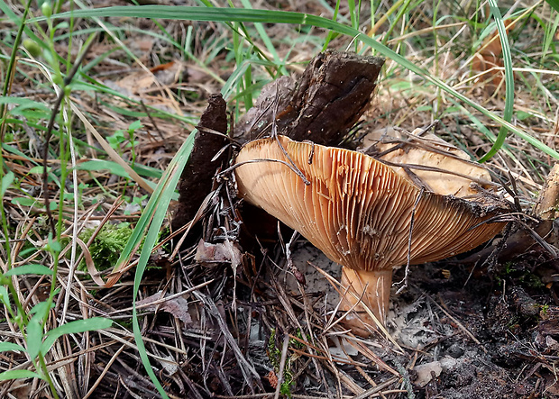 rýdzik pravý Lactarius deliciosus (L.) Gray