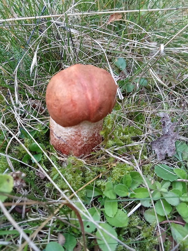 kozák dubový Leccinum aurantiacum (Bull.) Gray