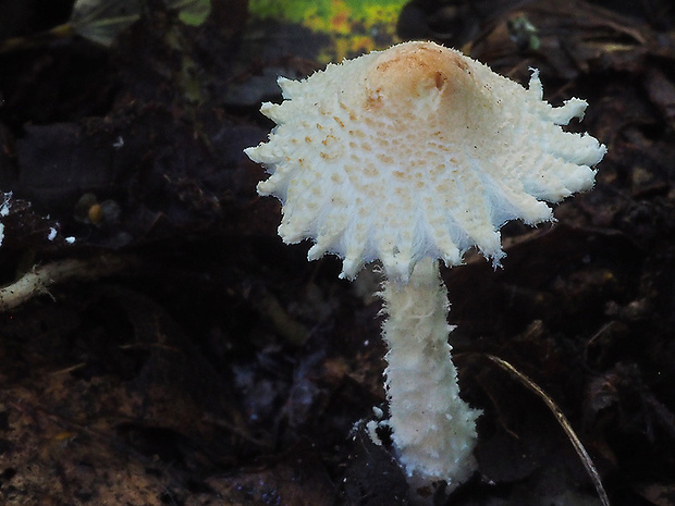 bedlička vlnatá Lepiota clypeolaria (Bull.) P. Kumm.