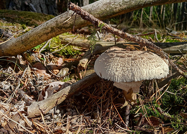 bedľa Macrolepiota sp.