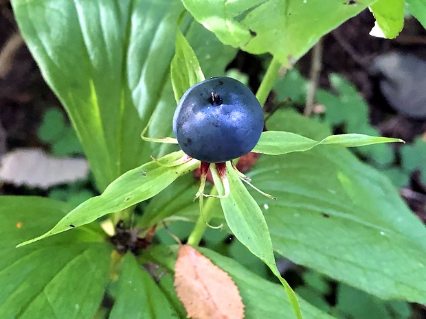 vranovec štvorlistý Paris quadrifolia L.