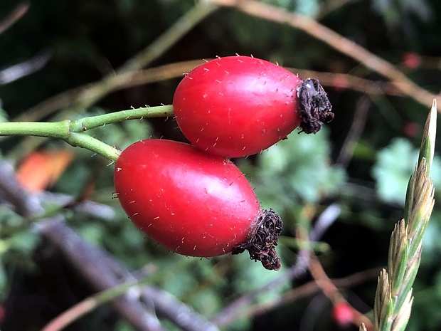 ruža šípová Rosa canina L.